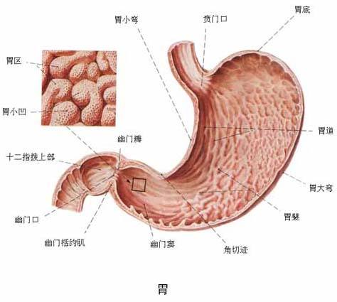 浅表性胃炎