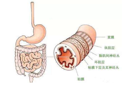 直肠炎治疗