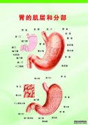 慢性浅表性胃炎的饮食准则